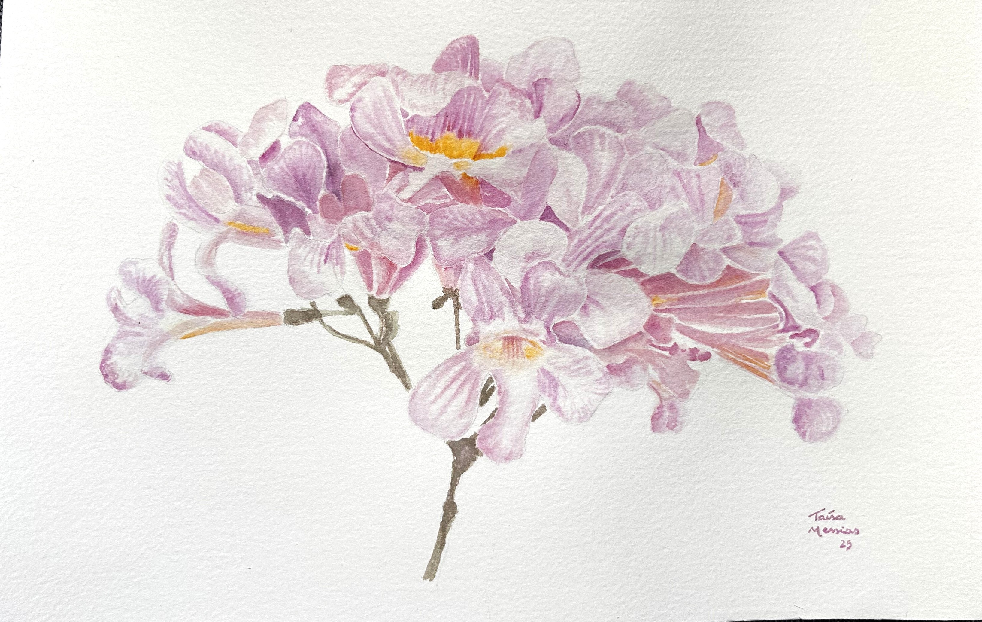 Ipê Rosa